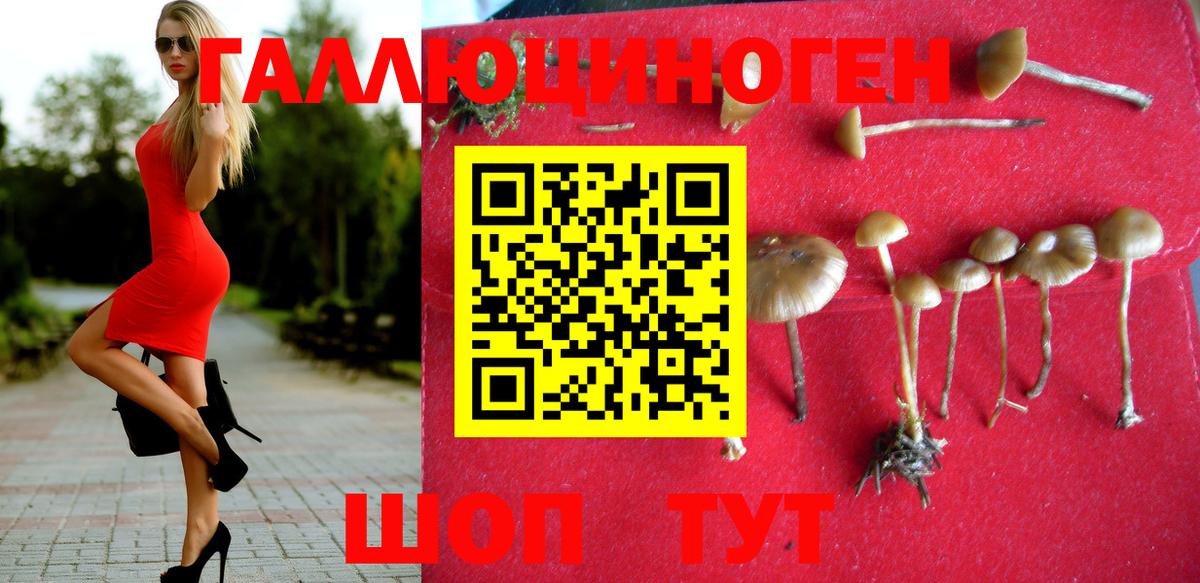 закладка  Лесозаводск  Псилоцибиновые грибы Cubensis  Галлюциногенные грибы Psilocybine cubensis 